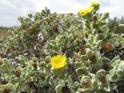 Image of Oedera spathulifolia (K. Bremer) N. G. Bergh