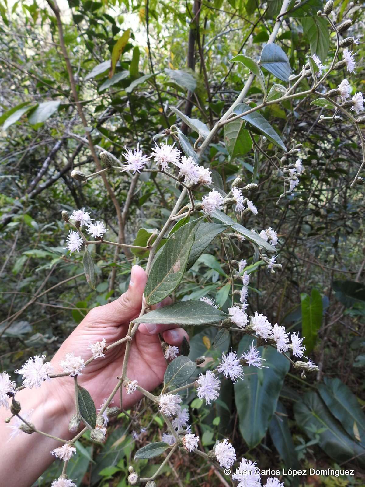 Plancia ëd Lepidaploa tortuosa (L.) H. Rob.