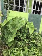 Image of Caladium bicolor (Aiton) Vent.