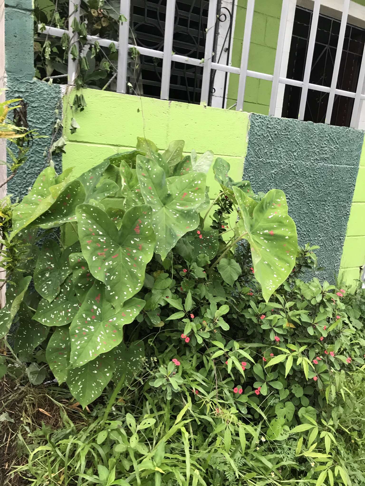 Image of Caladium bicolor (Aiton) Vent.