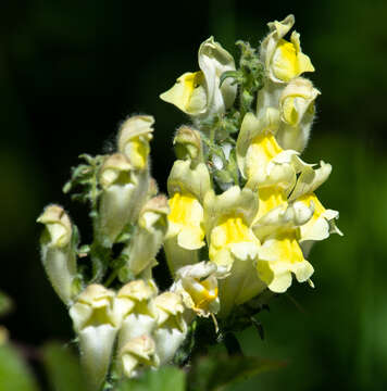 Image of Antirrhinum braun-blanquetii Rothm.