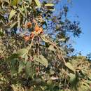 Image of Corymbia zygophylla (Blakely) K. D. Hill & L. A. S. Johnson