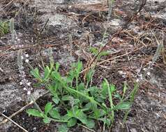 Слика од Verbena carnea Medik.