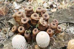 Image of Echinocereus fitchii subsp. bergmannii