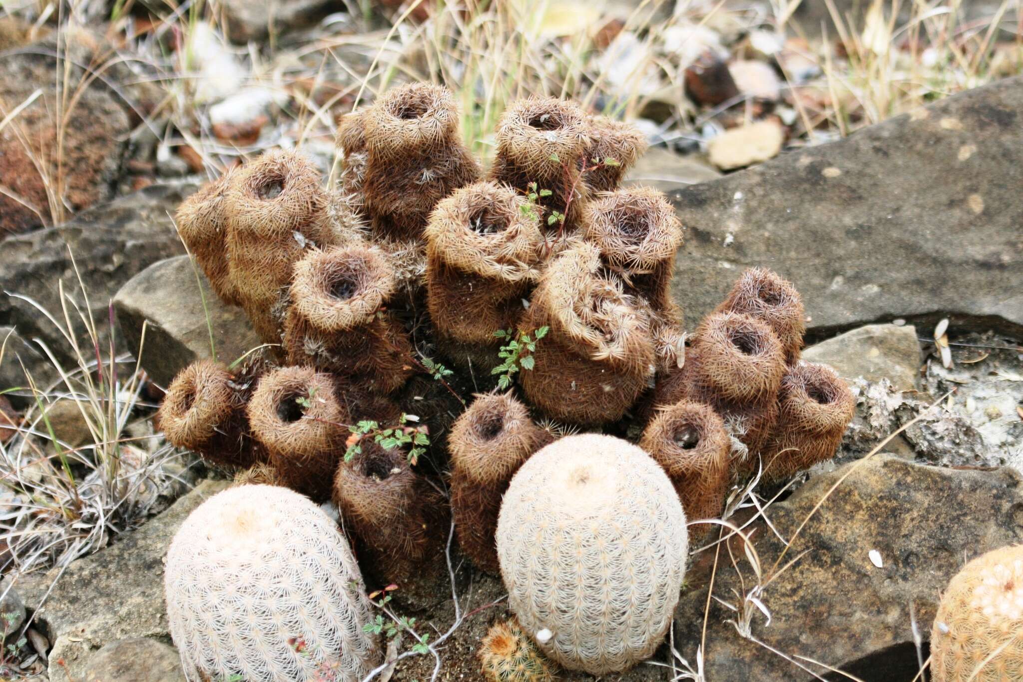 Image of Echinocereus fitchii subsp. bergmannii