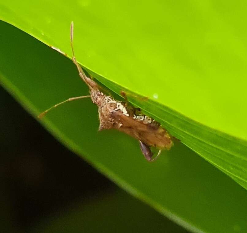 Image of Gralliclava australiensis Dolling 1978