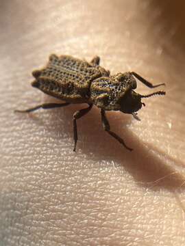 Image of Eastern Ironclad Beetle