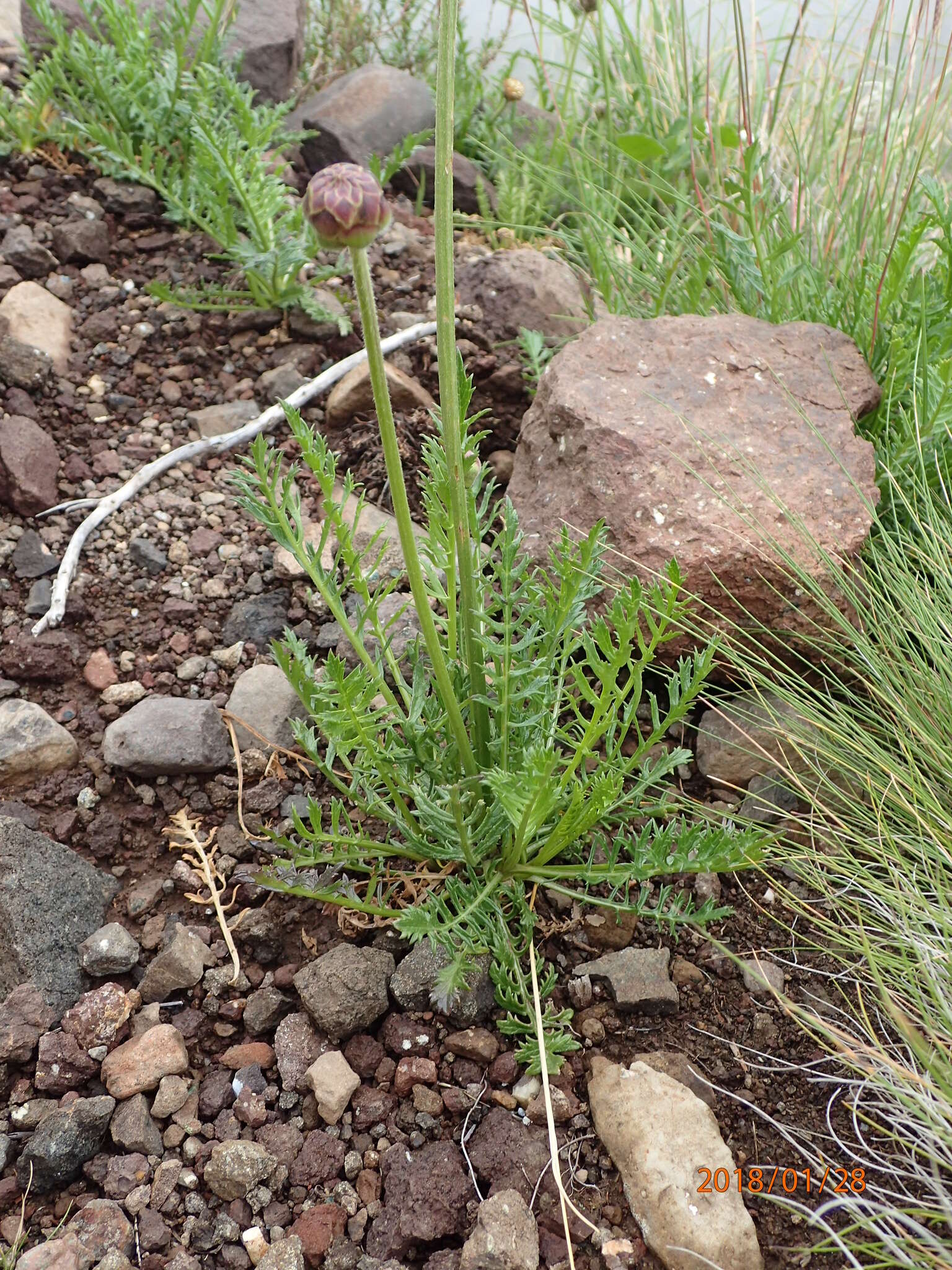 Image of Cephalaria galpiniana Szabo