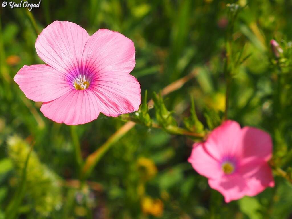 Image of Linum pubescens Banks & Solander