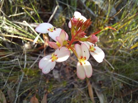 Image of Stylidium junceum R. Br.