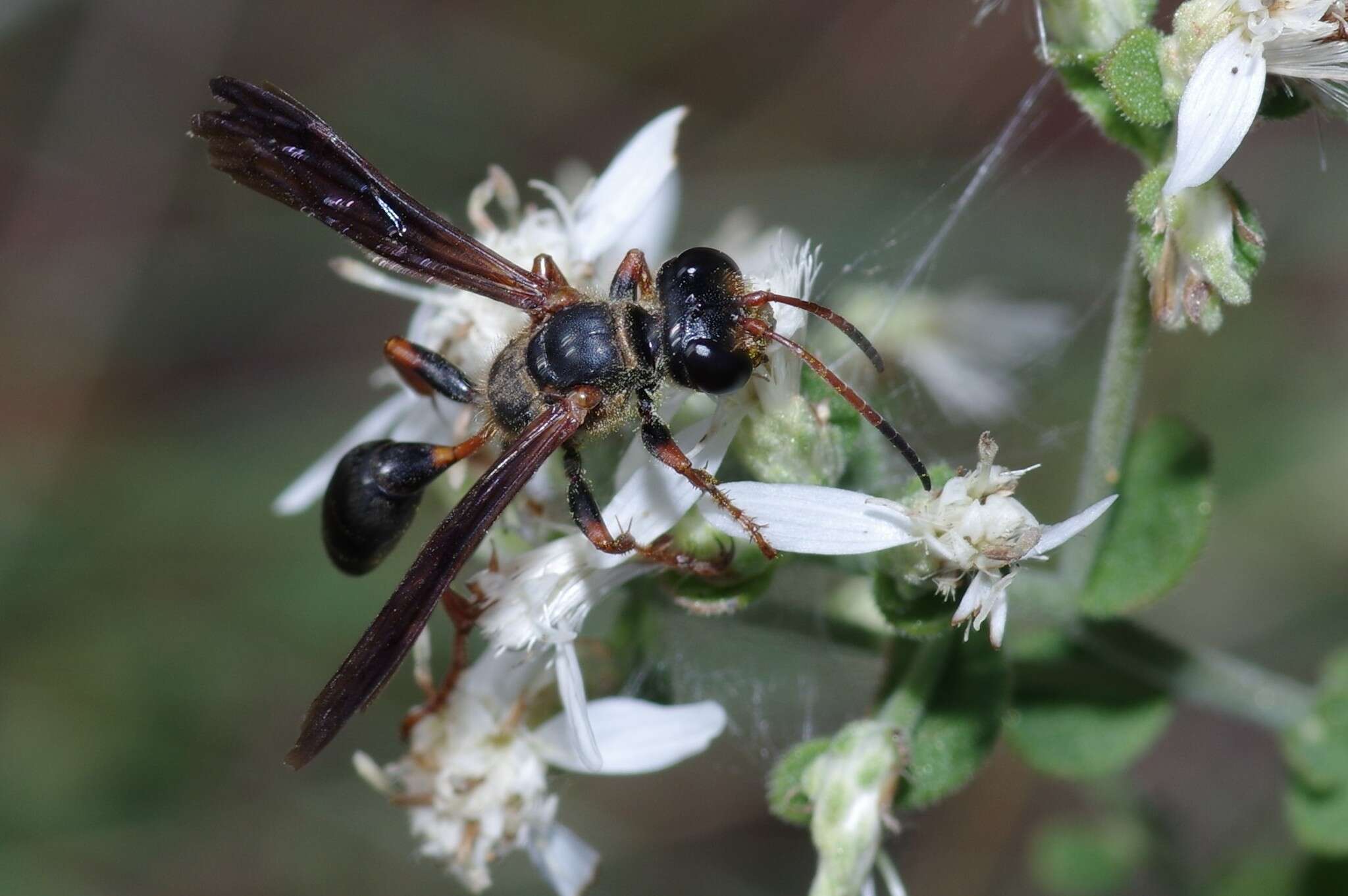 Image of Isodontia exornata Fernald 1903