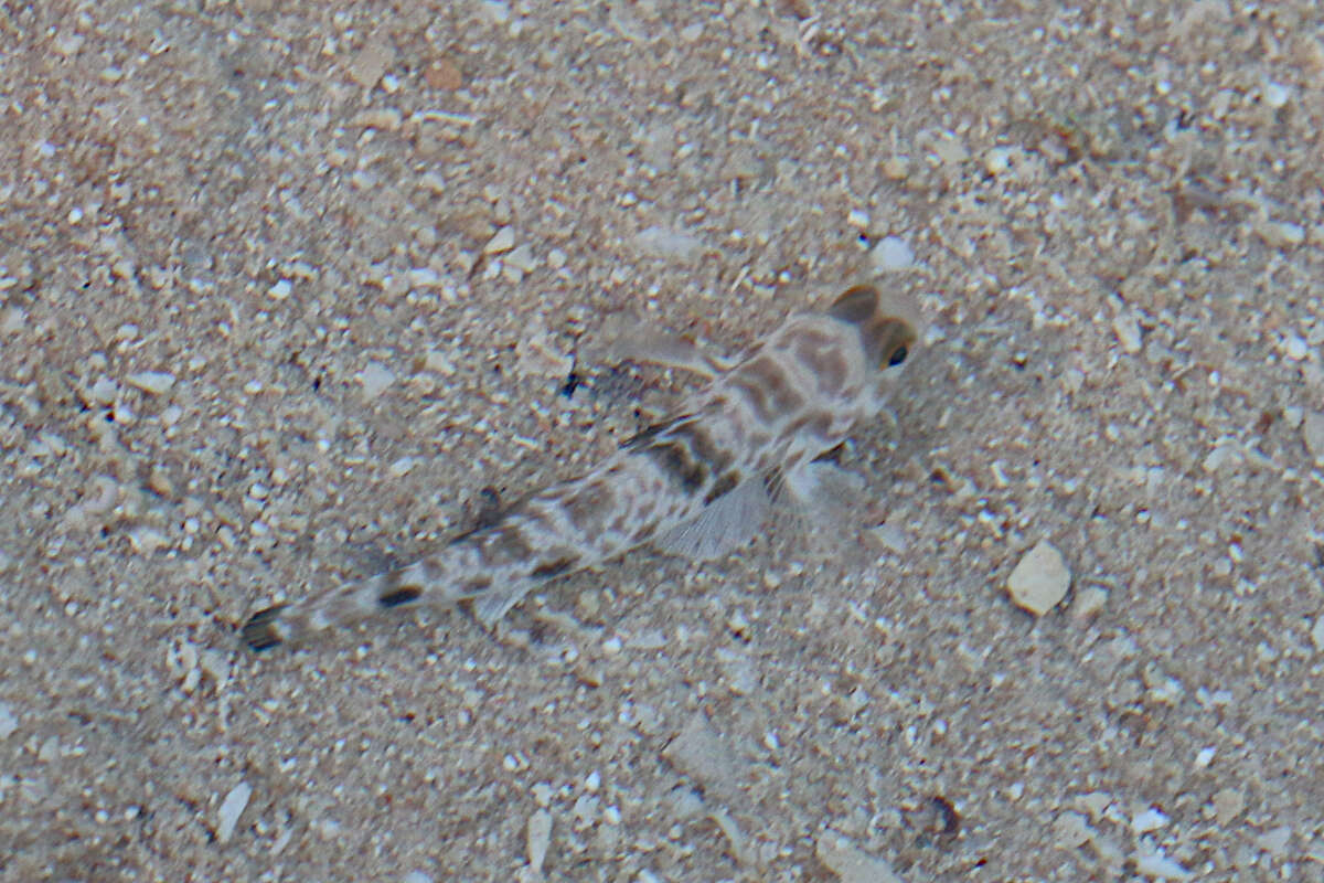 Image of Shadow goby