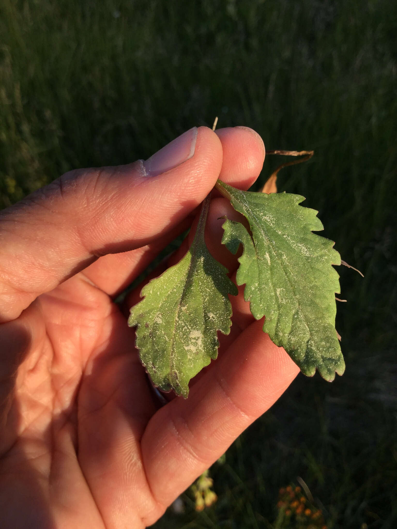 Image of Rayless Mountain Groundsel