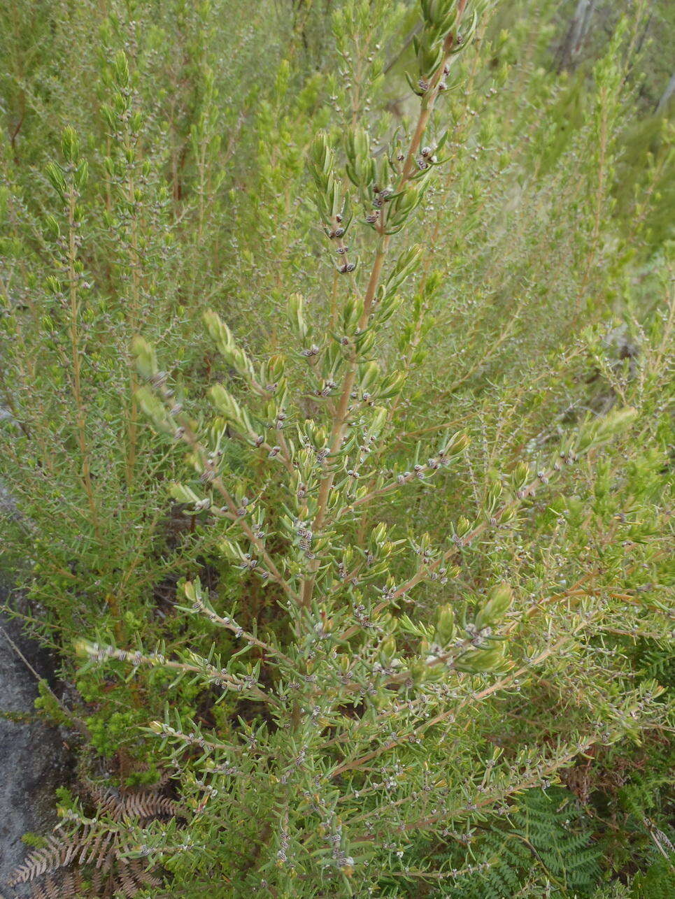 Image of Grubbia rosmarinifolia subsp. rosmarinifolia