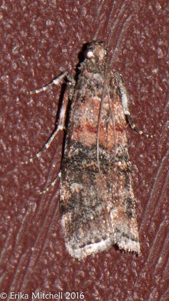 Image of Zimmerman Pine Moth