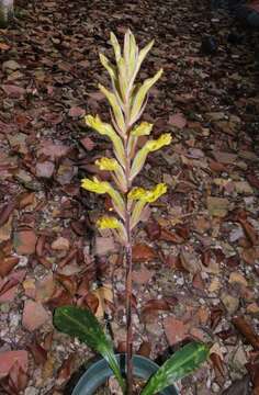 Image of Sarcoglottis sceptrodes (Rchb. fil.) Schltr.