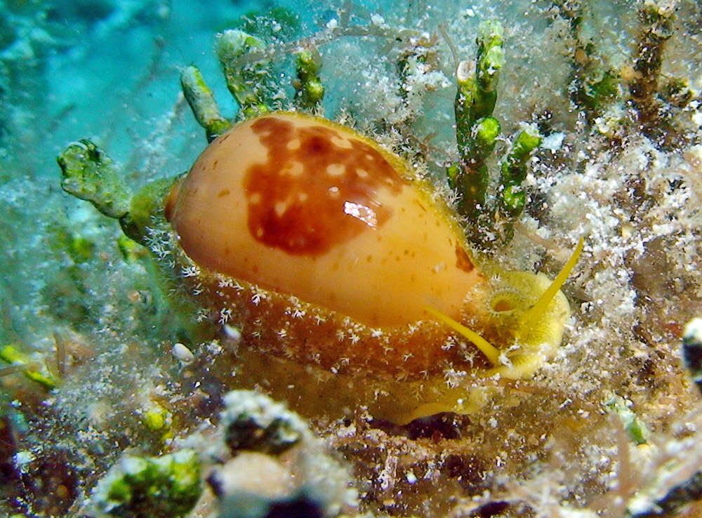 Image of Bistolida stolida kwajaleinensis (P. Martin & Senders 1983)