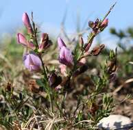 Cytisus purpureus Scop.的圖片