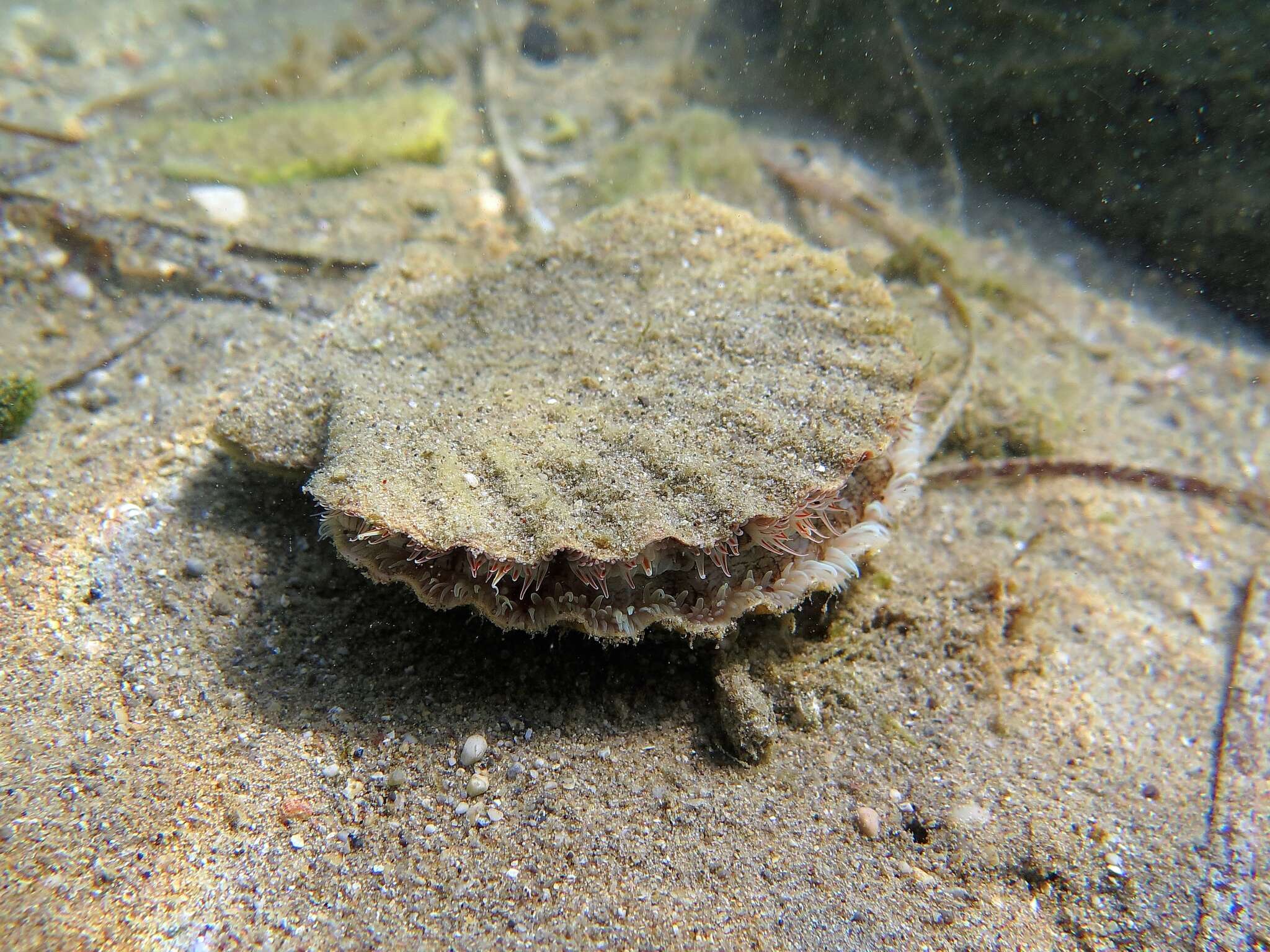 Image of St.James's scallop