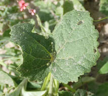 Image de Pavonia senegalensis (Cav.) Leistn.