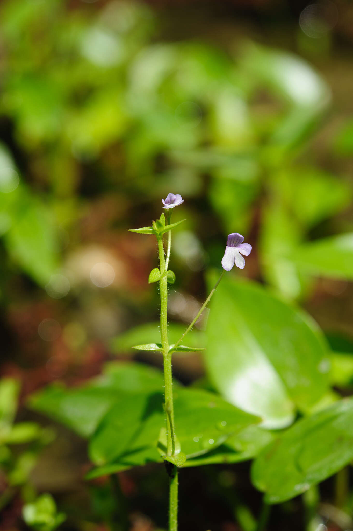 Imagem de Deinostema adenocaulum (Maxim.) T. Yamaz.