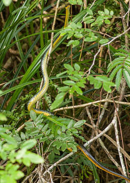 Chironius carinatus (Linnaeus 1758)的圖片