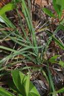 Image of Florida Bear-Grass