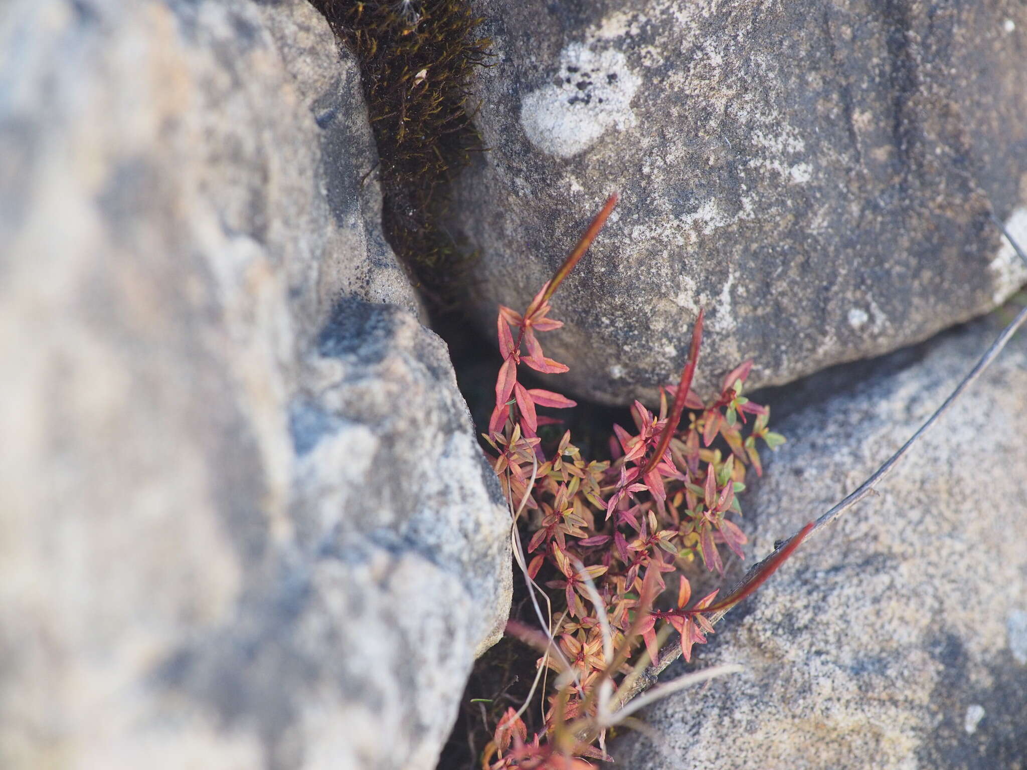 Image de Epilobium hohuanense S. S. Ying