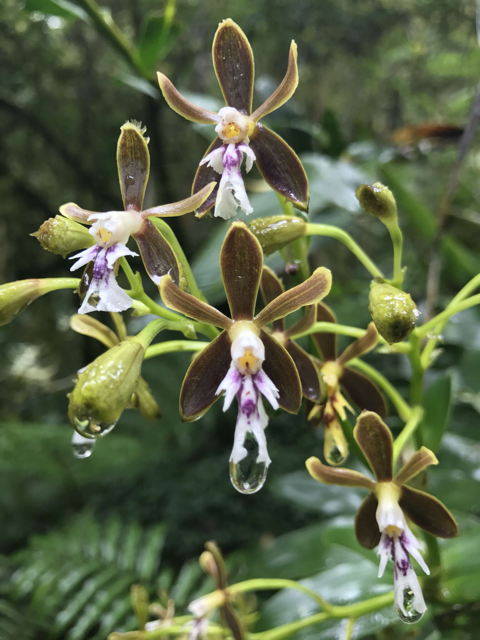 Image of Epidendrum exasperatum Rchb. fil.