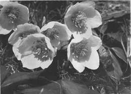 Image of black hellebore