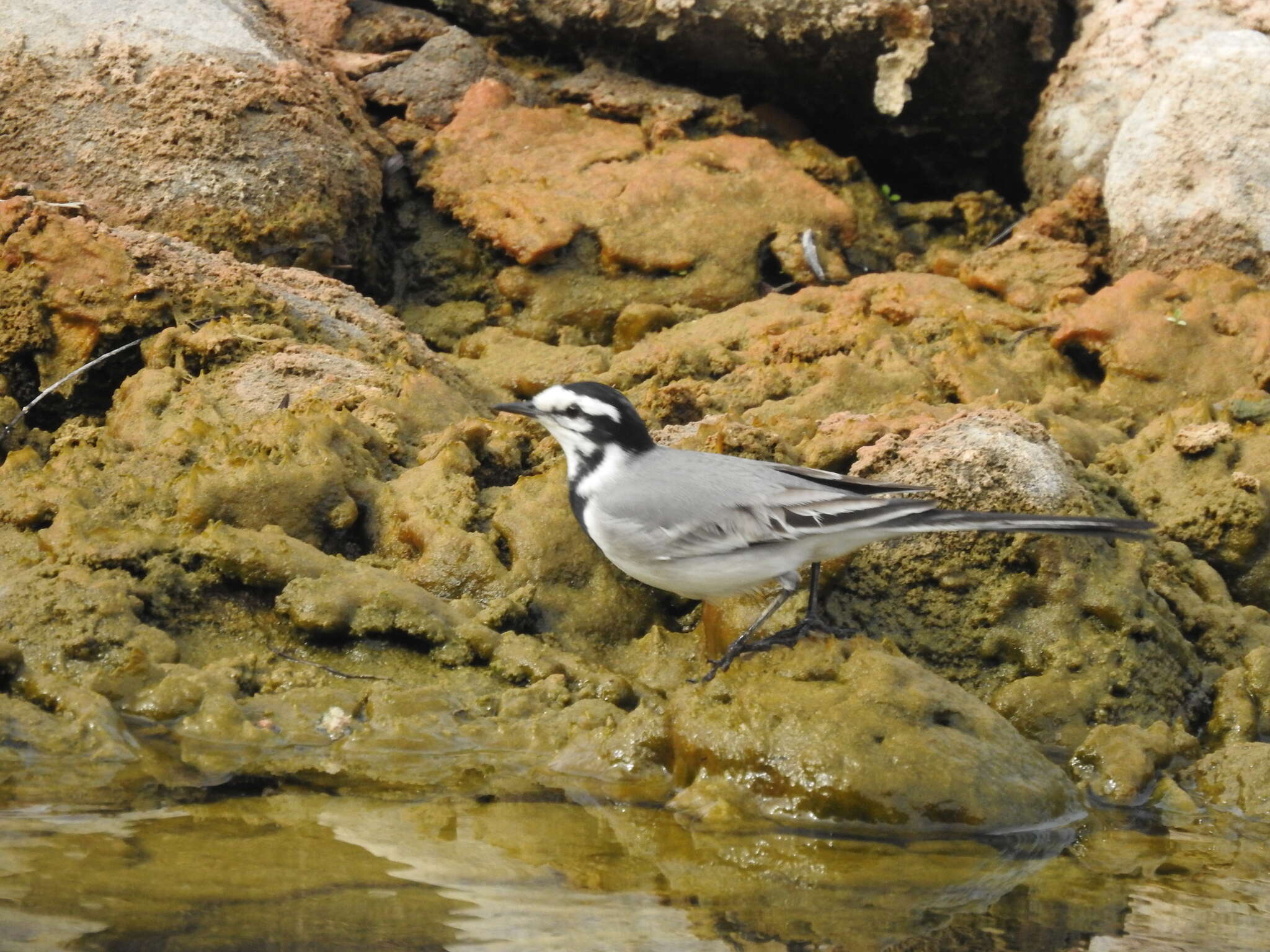 Image of Motacilla alba subpersonata Meade-Waldo 1901