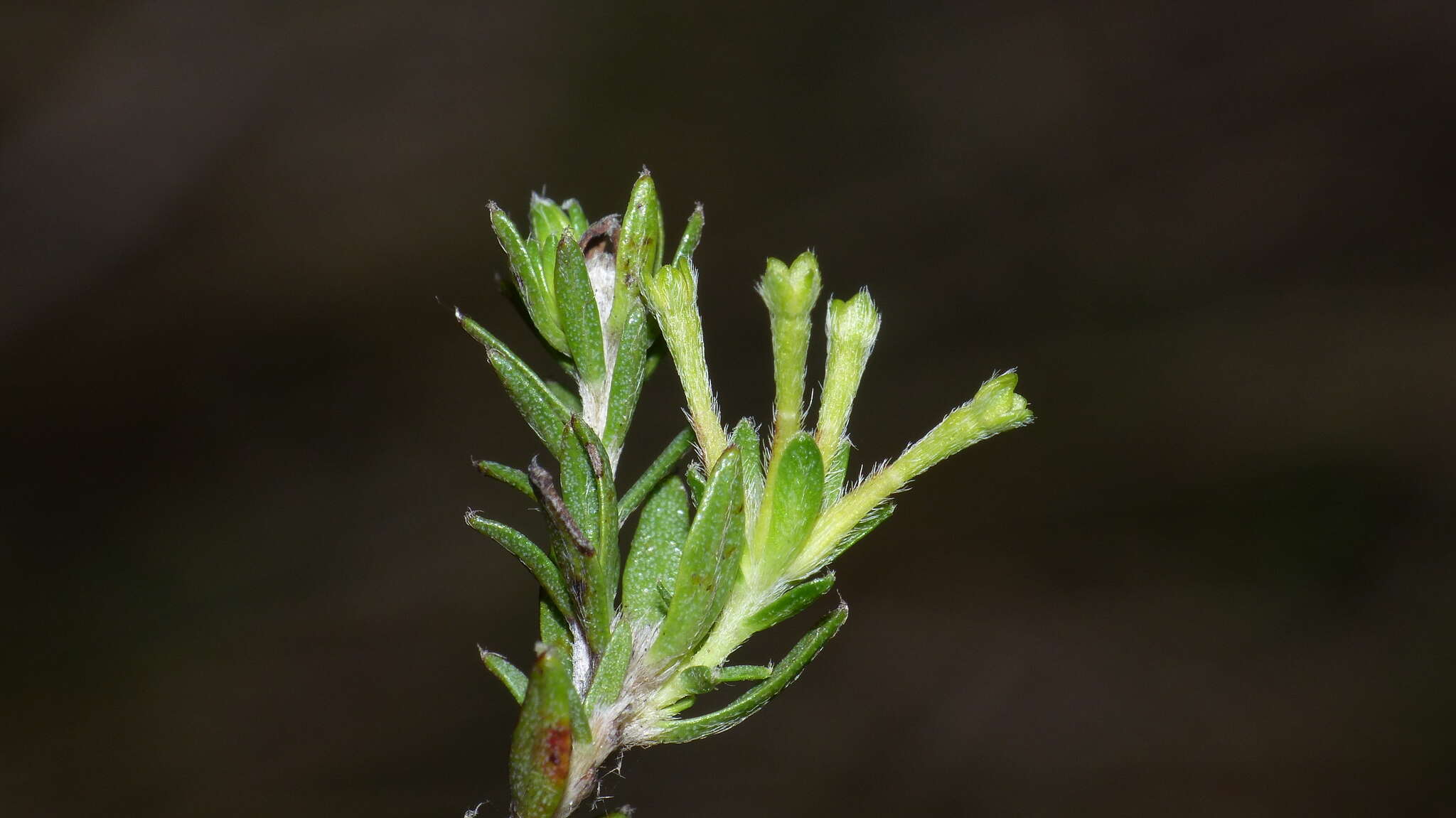 Image of Gnidia laxa (L. fil.) Gilg