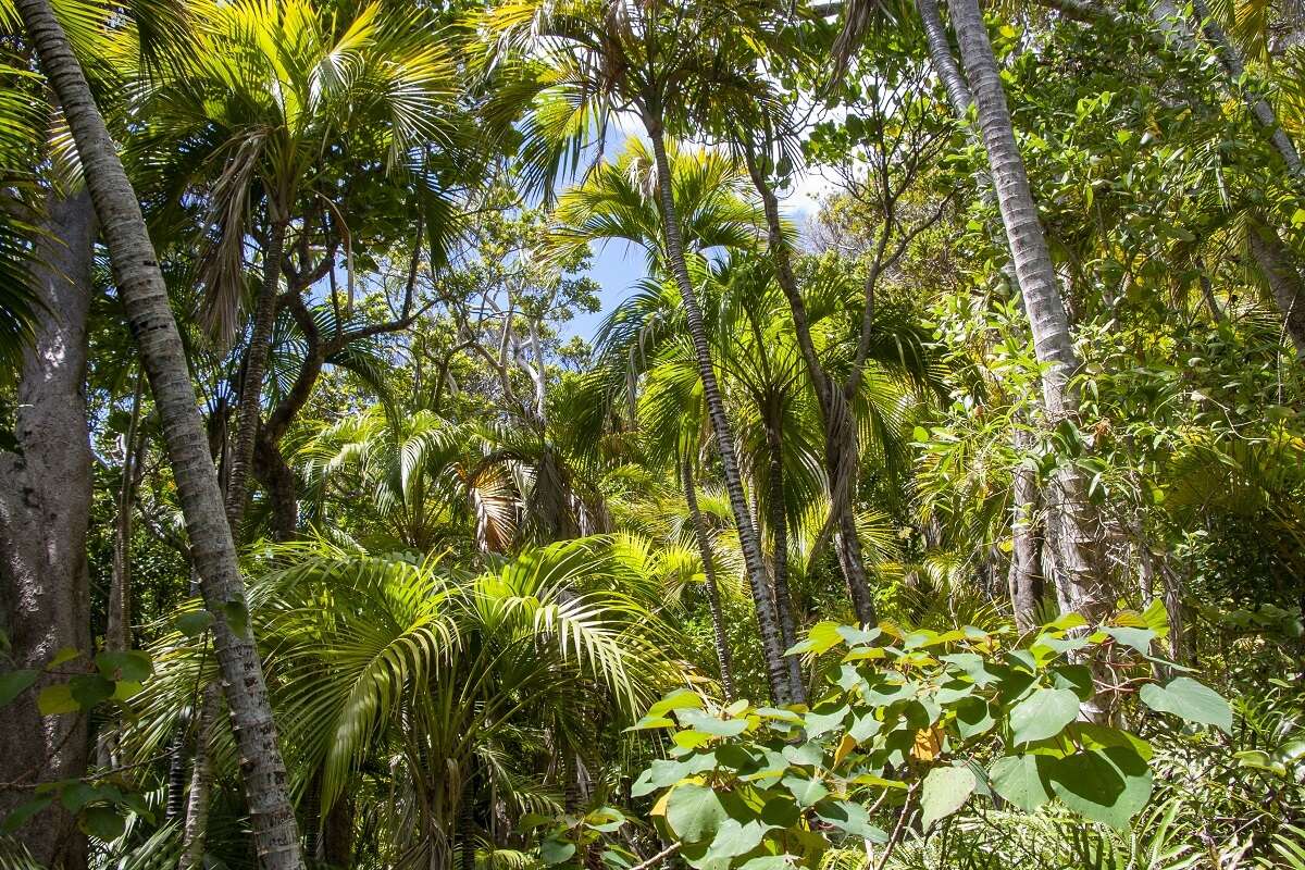 Image of Curly Palm