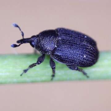 Image of Weevil