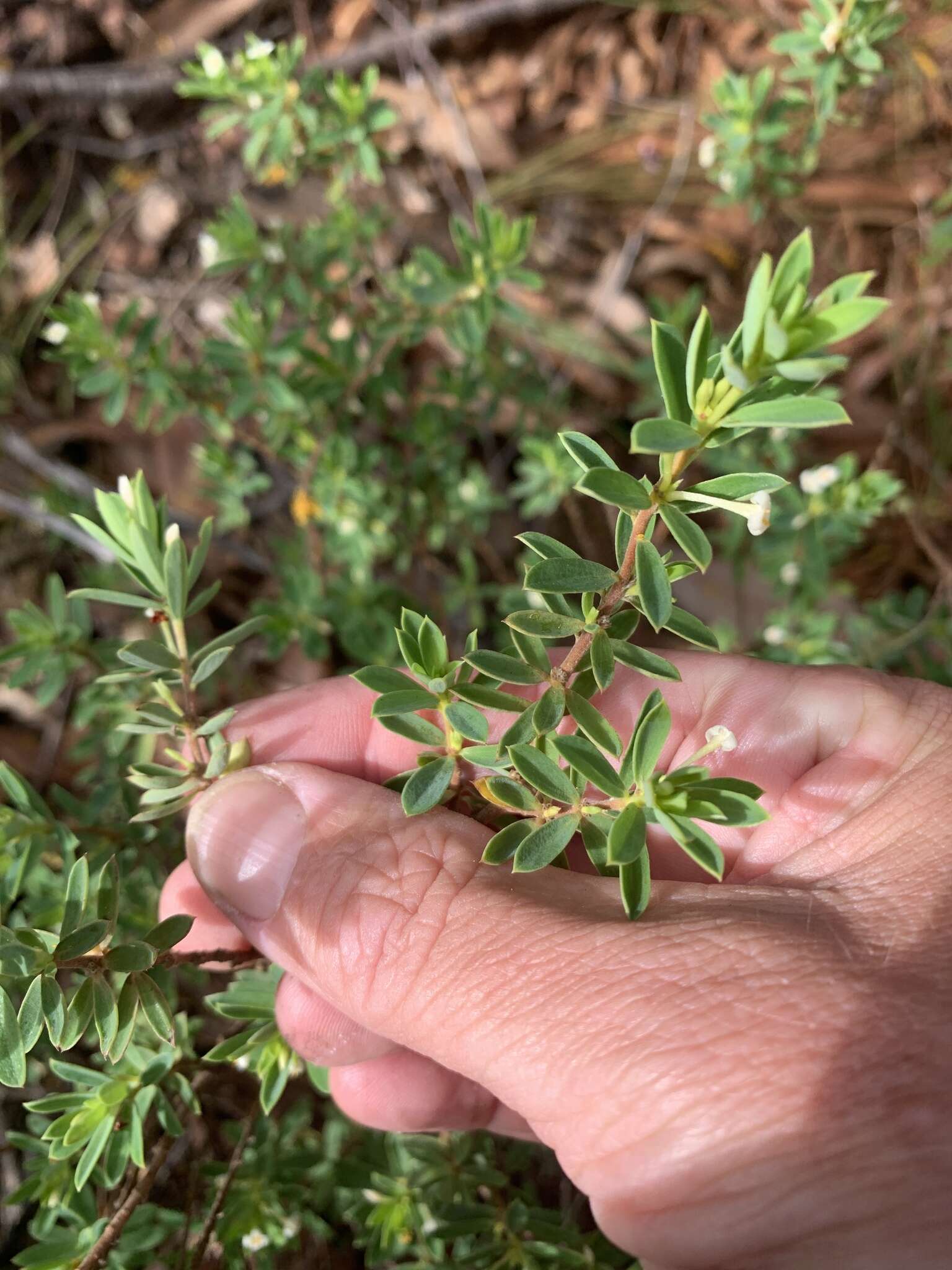 صورة Pimelea leptospermoides F. Müll.