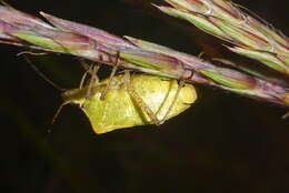 Image of One Spotted Stink Bug