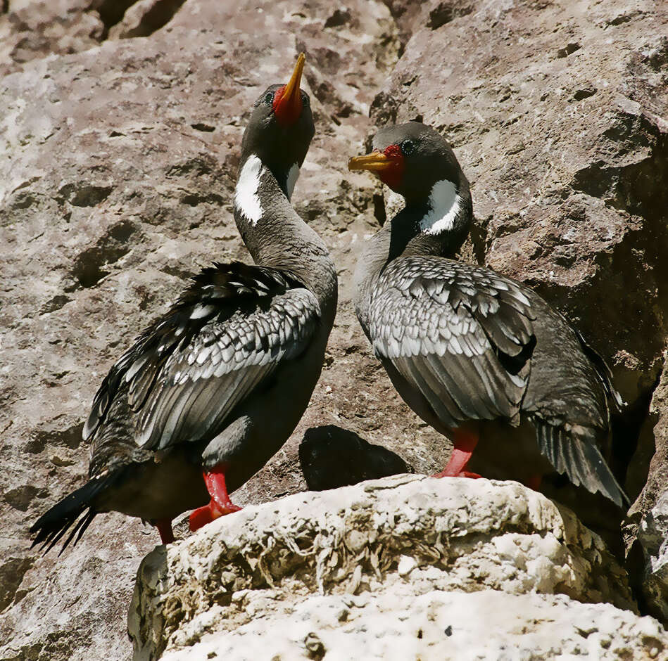 Plancia ëd Phalacrocorax gaimardi (Garnot 1828)