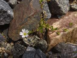 Plancia ëd Cerastium cerastoides (L.) Britton