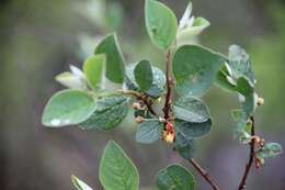 Imagem de Cotoneaster integerrimus Medik.