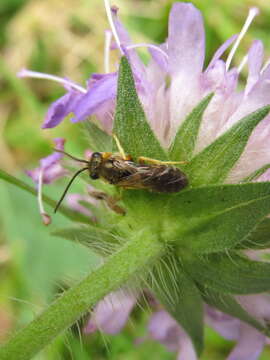 Image of Halictus tumulorum (Linnaeus 1758)