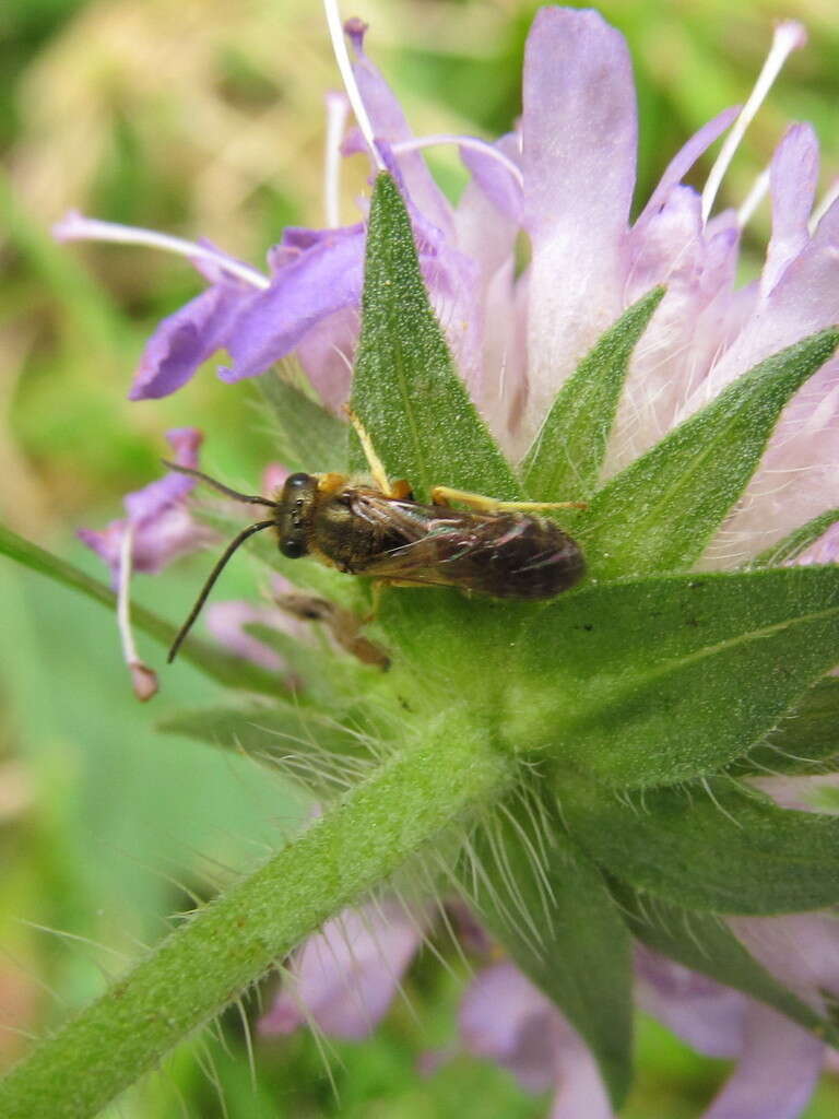 Image de Halictus tumulorum (Linnaeus 1758)