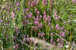 Image of Erica spiculifolia Salisb.