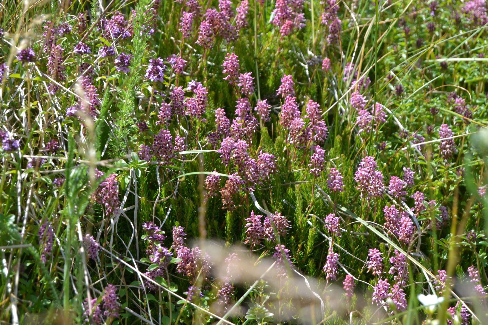 Image of Erica spiculifolia Salisb.