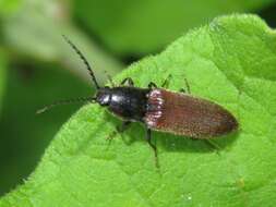 Image of Hemicrepidius niger (Linnaeus 1758)