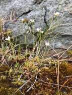 Image of Kamchatka rockcress