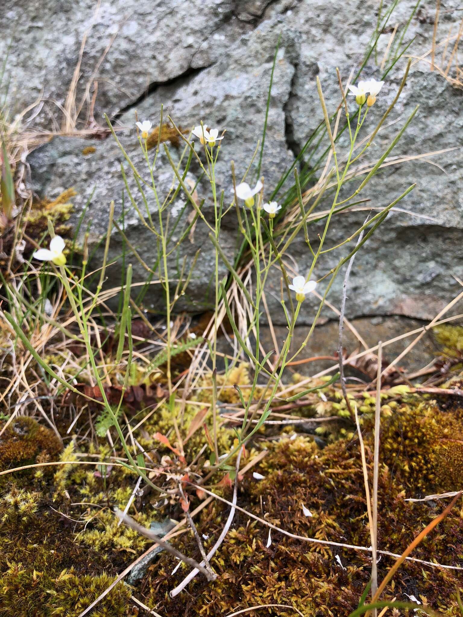 Image of Kamchatka rockcress