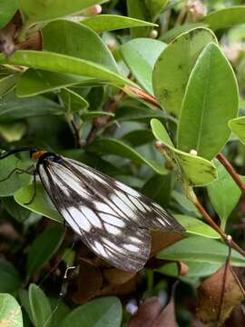 Image of Milleria formosana contradicta (Inoue 1991)