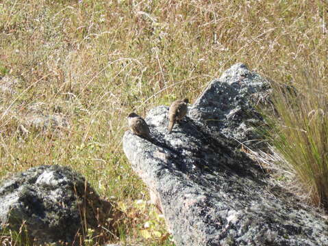 Image of Bare-eyed Ground-Dove