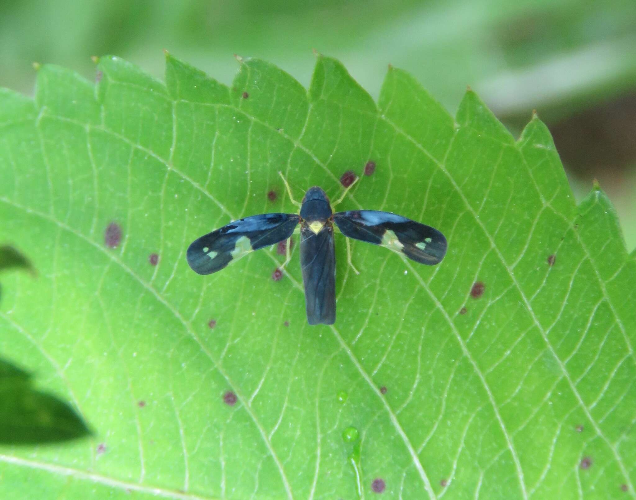 Image of Mileewa (Mileewa) dorsimaculata Melichar 1902