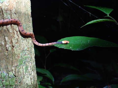 صورة Siphlophis compressus (Daudin 1803)